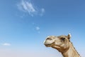 Closeup of Camel head against blue sky with large copy space
