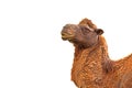 Closeup Camel Head on White Background, Clipping Path Royalty Free Stock Photo