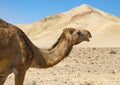 Closeup of a Camel in the Judaean Desert in Israel