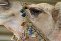 Closeup of a Camel's Eye