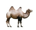 Closeup of a camel with two humps, isolated on white background Royalty Free Stock Photo