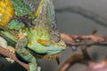 Closeup Cameleon