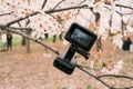 Closeup of a camera with the blossomed cherry tree with blurred background Royalty Free Stock Photo