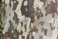 Closeup of camouflage sycamore bark background