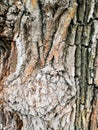 patterned tree bark gray-brown spots background. Natural green, yellow and brown spotted platanus tree texture Royalty Free Stock Photo