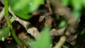 Closeup of a camouflaged ornate narrow-mouthed frog, Microhyla ornata in the nature