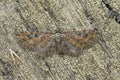 Closeup on a camouflaged Tawny Speckled Pug , Eupithecia icterata sitting with spread wings on wood