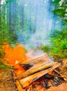 Closeup camp fire in summer forest Royalty Free Stock Photo