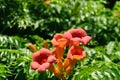 Closeup of Campsis Tecoma radicans flower, also known as trumpet vine, trumpet creeper, cow itch or hummingbird vine