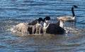 canada geese fighting Royalty Free Stock Photo