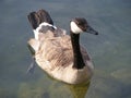 Closeup of Canada goose (Branta canadensis) swimming Royalty Free Stock Photo