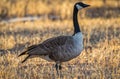 Closeup Of A Canada Goose, Profile, In The Yellow Grass Background
