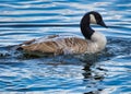 Closeup of Canada goose with water flowing off it's back at Gorton reservoir in Manchester, UK