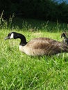 Closeup of Canadian Geese Grazing