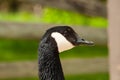 Closeup Canadian Goose