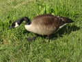 Closeup of a Canadian Goose Grazing