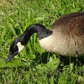 Closeup of a Canadian Goose Grazing