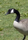 Closeup Canadian Goose