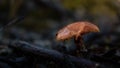 Closeup of a Candy cap mushroom, Lactarius rubidus in the woods