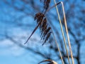 Closeup of cane flower in spring - 1