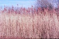 Closeup of cane flower in spring shot with analogue film photography - 2