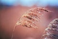 Closeup of cane flower in spring shot with analogue film photography - 1