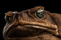 Closeup Cane Toad - Bufo marinus, giant neotropical, marine, Black