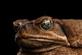 Closeup Cane Toad - Bufo marinus, giant neotropical, marine, Black