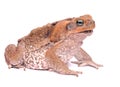 Closeup Cane Toad isolated on white background