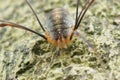 Closeup on Canestrinii's harvestman, Opilio canestrinii, sitting