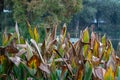 Closeup of Canna indica, Indian shot plants with dry leaves against the green foliage of trees Royalty Free Stock Photo