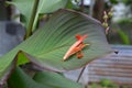 Closeup of Canna paniculata flower with a big leaf in a garden Royalty Free Stock Photo