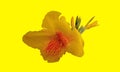 Closeup, Canna yellow king humbert flower blossom bloom isolated on yellow background for design advertising or stock photo, Royalty Free Stock Photo