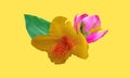 Closeup, Canna yellow king humbert flower and pink lotus blossom bloom isolated on yellow background for design advertising or Royalty Free Stock Photo