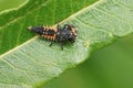 Closeup on cannibalism predation of a larvae Asian ladybird beetle, Harmonia axyridis Royalty Free Stock Photo