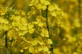 a closeup of canola blossoms in a field