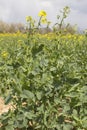 Closeup of canola Brassicaceae flowers for agriculture in Europe Royalty Free Stock Photo