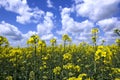 Sunny day at the blooming canola field.Closeup of canola flowers against blue cloudy sky