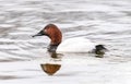 Closeup of Canvasback duck drake in side profile, resurfaced from a dive in Wintertime