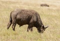 Closeup of a Cape Buffalo