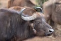 Closeup of Cape Buffalo cow [syncerus caffer] in Kruger National Park in South Africa Royalty Free Stock Photo