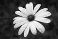 Cape Daisy flower with water droplets in monochrome