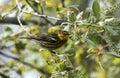 Closeup of Cape May Warbler (Setophaga tigrina) Canada