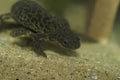 Closeup on an aquatic Algerian ribbed newt, Pleurodeles nebulosus