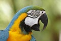 Closeup of Blue and Gold Macaw Royalty Free Stock Photo