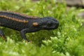 Closeup on a captive bred juvenile of the endangered Asian Red-tailed knobby newt, Tylototriton kweichowensis on moss