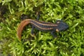 Closeup on a captive bred juvenile of the endangered Asian Red-tailed knobby newt, Tylototriton kweichowensis on moss