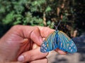 Closeup capture reveals the mesmerizing beauty of Campylotes histrionicus