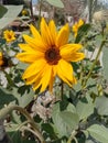 Closeup capture of sunflower. Weather royality Blurred background. Flying Honey Bee sitting on the sunflower. Royalty Free Stock Photo