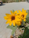 Closeup capture of sunflower. Weather royality Blurred background. Flying Honey Bee sitting on the sunflower. Royalty Free Stock Photo